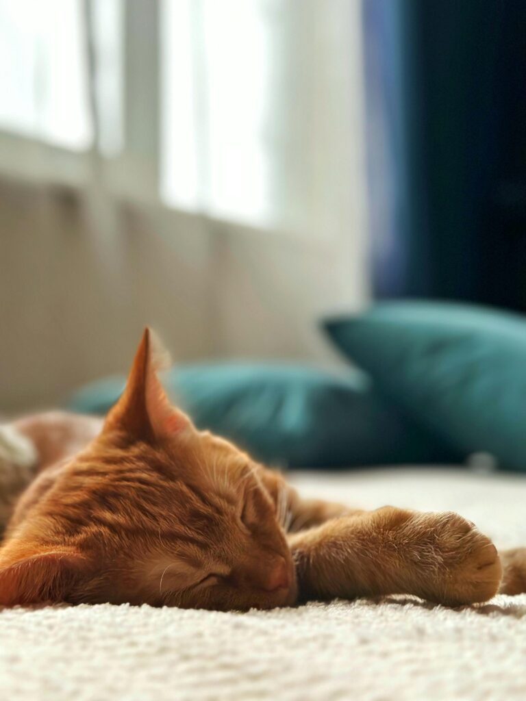 areas-de-descanso-para-gatos