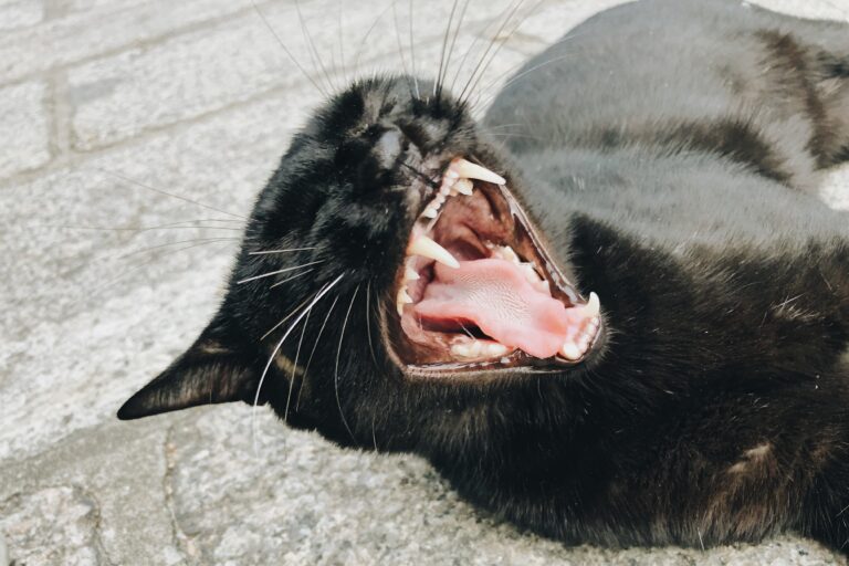 como-lidar-com-gato-agressivo
