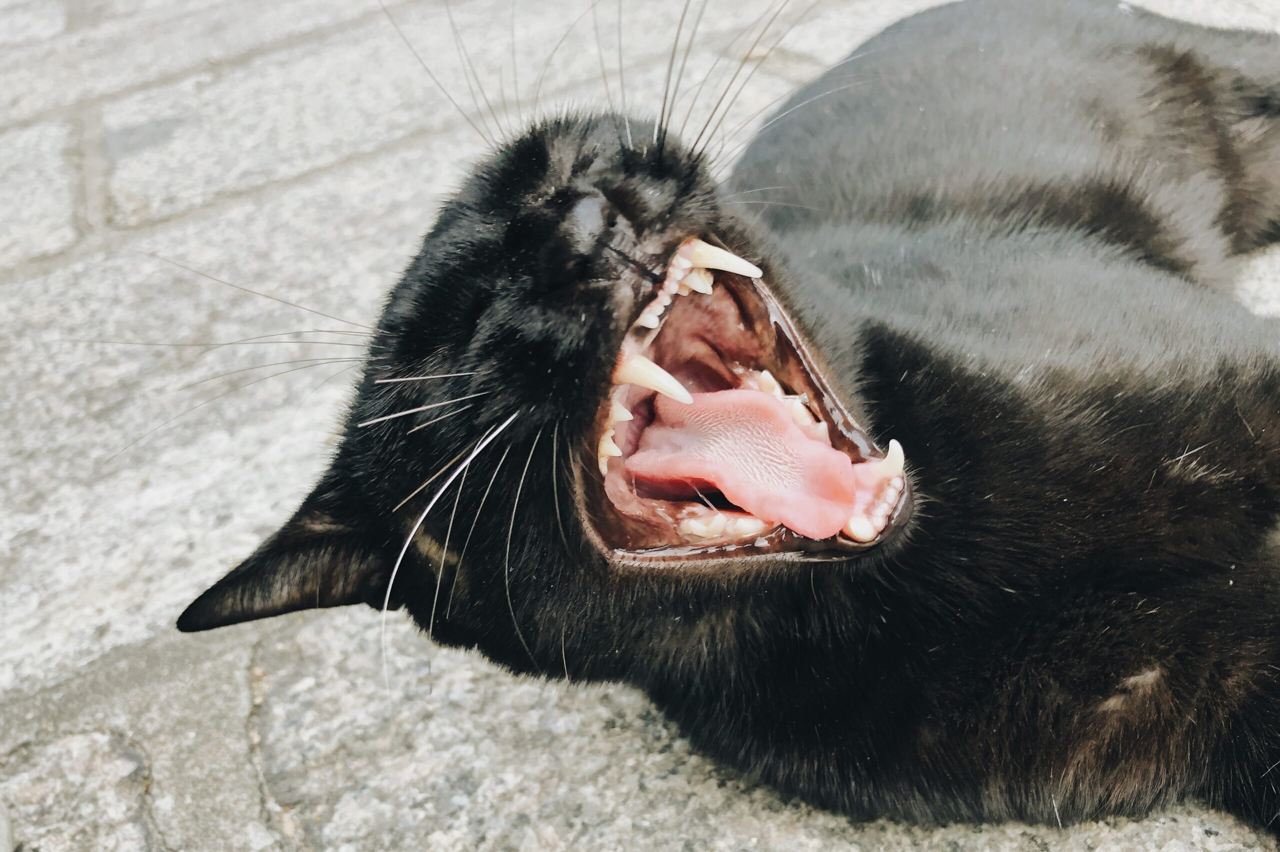 como-lidar-com-gato-agressivo