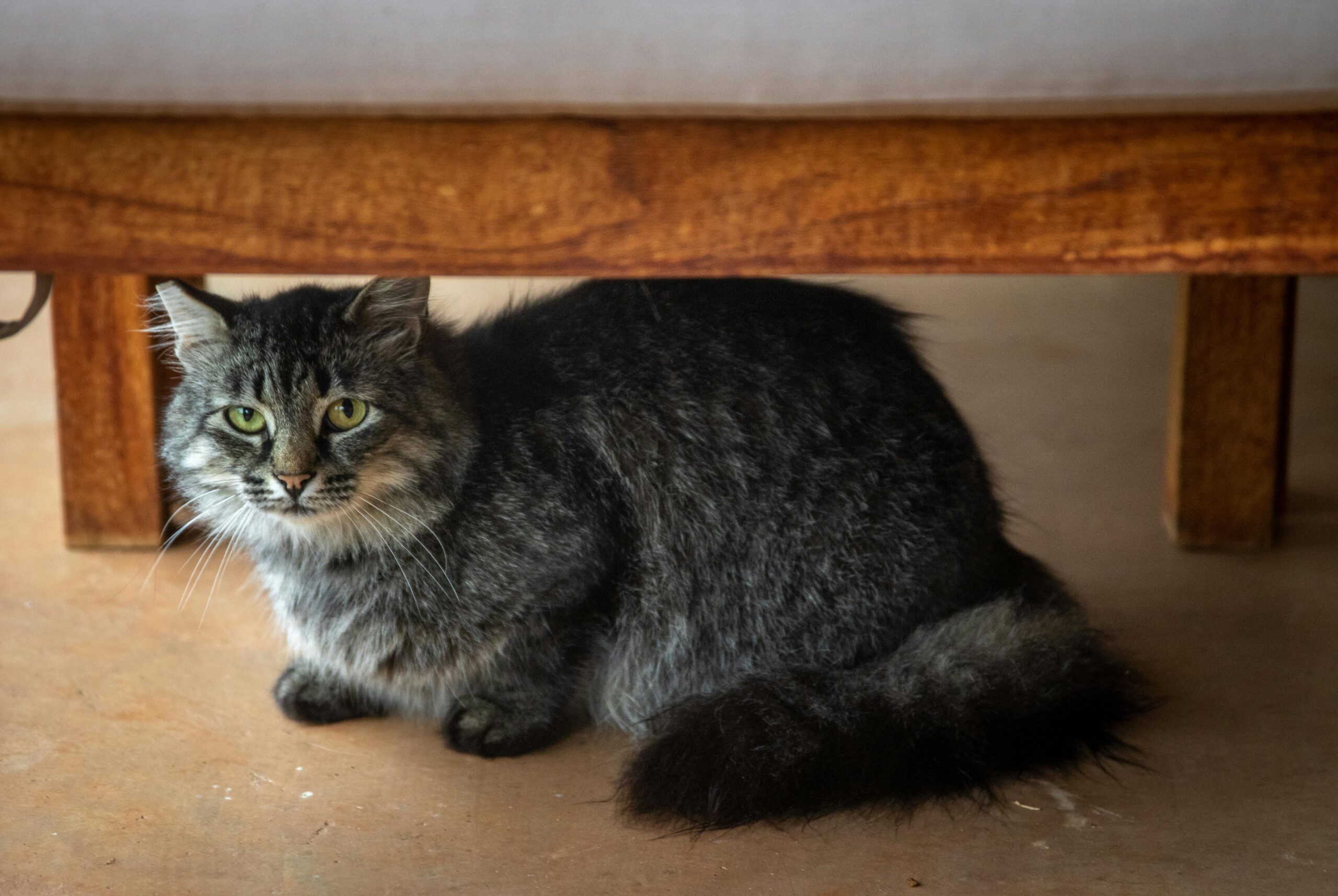 como-socializar-gatos-ariscos
