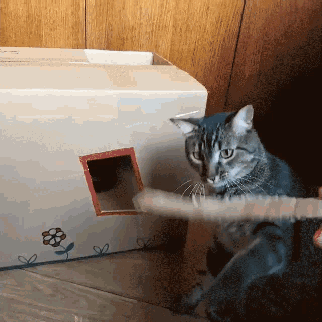 brinquedos-caseiros-para-gatos