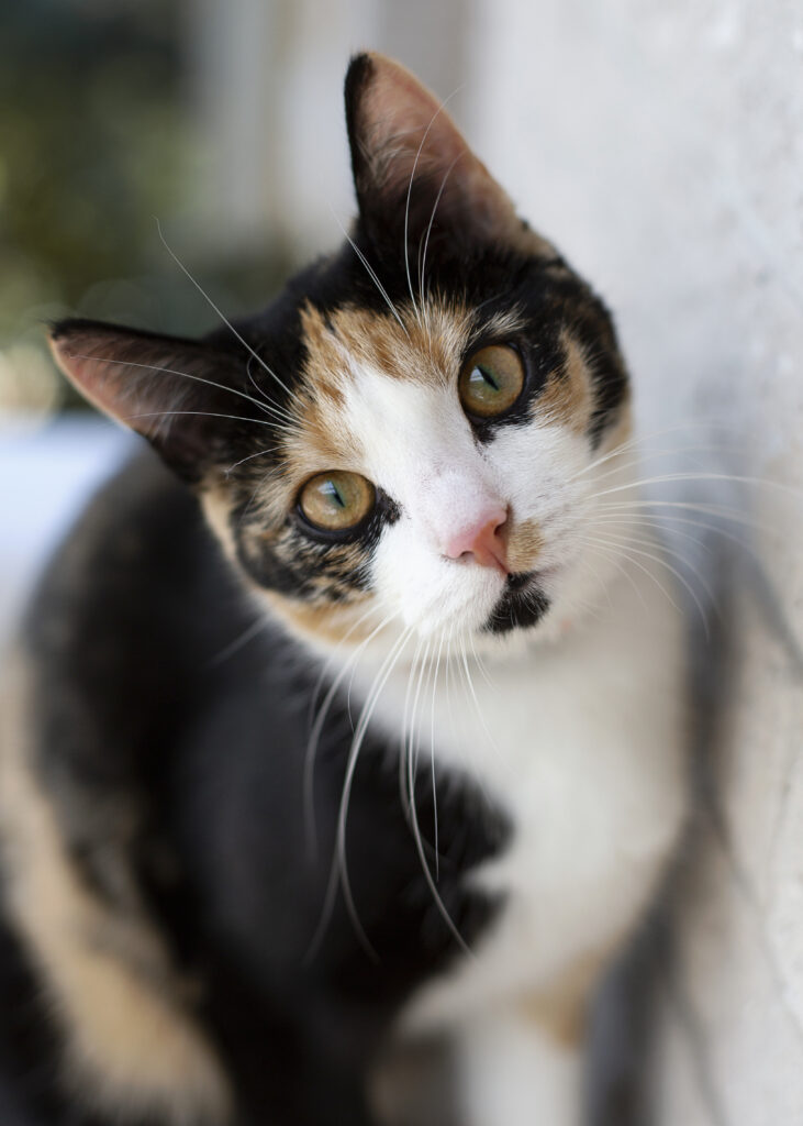 porque-gatos-tem-bigode