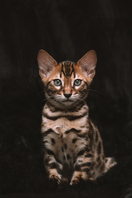 mitos-sobre-gatos