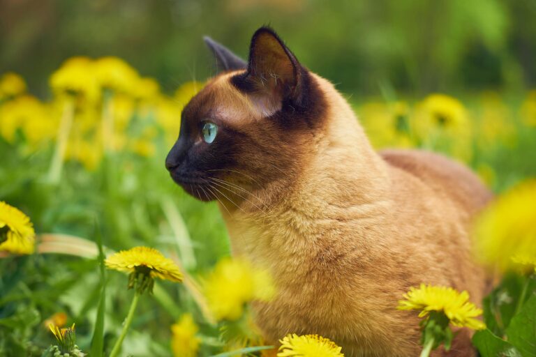 plantas-seguras-para-gatos