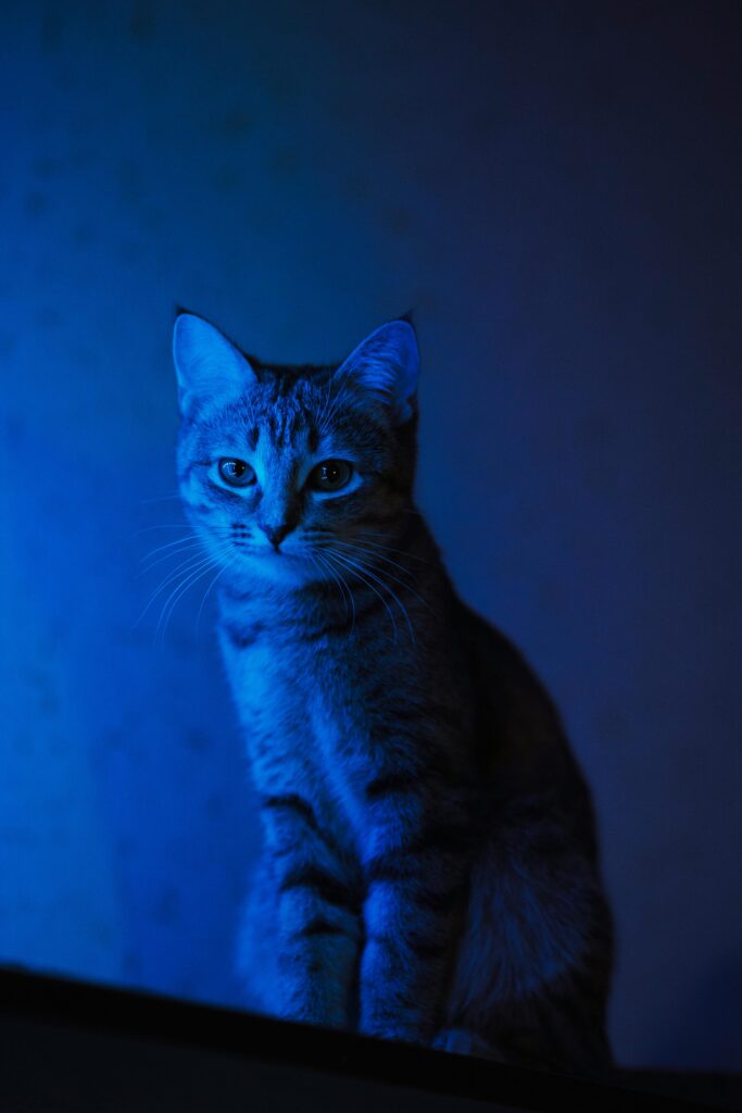 gatos-famosos-na-história-e-literatura