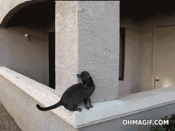 recordes-mundiais-envolvendo-gatos