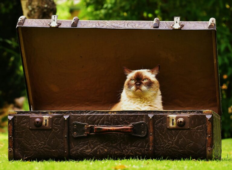 porque-os-gatos-ficam-em-lugares-improvaveis
