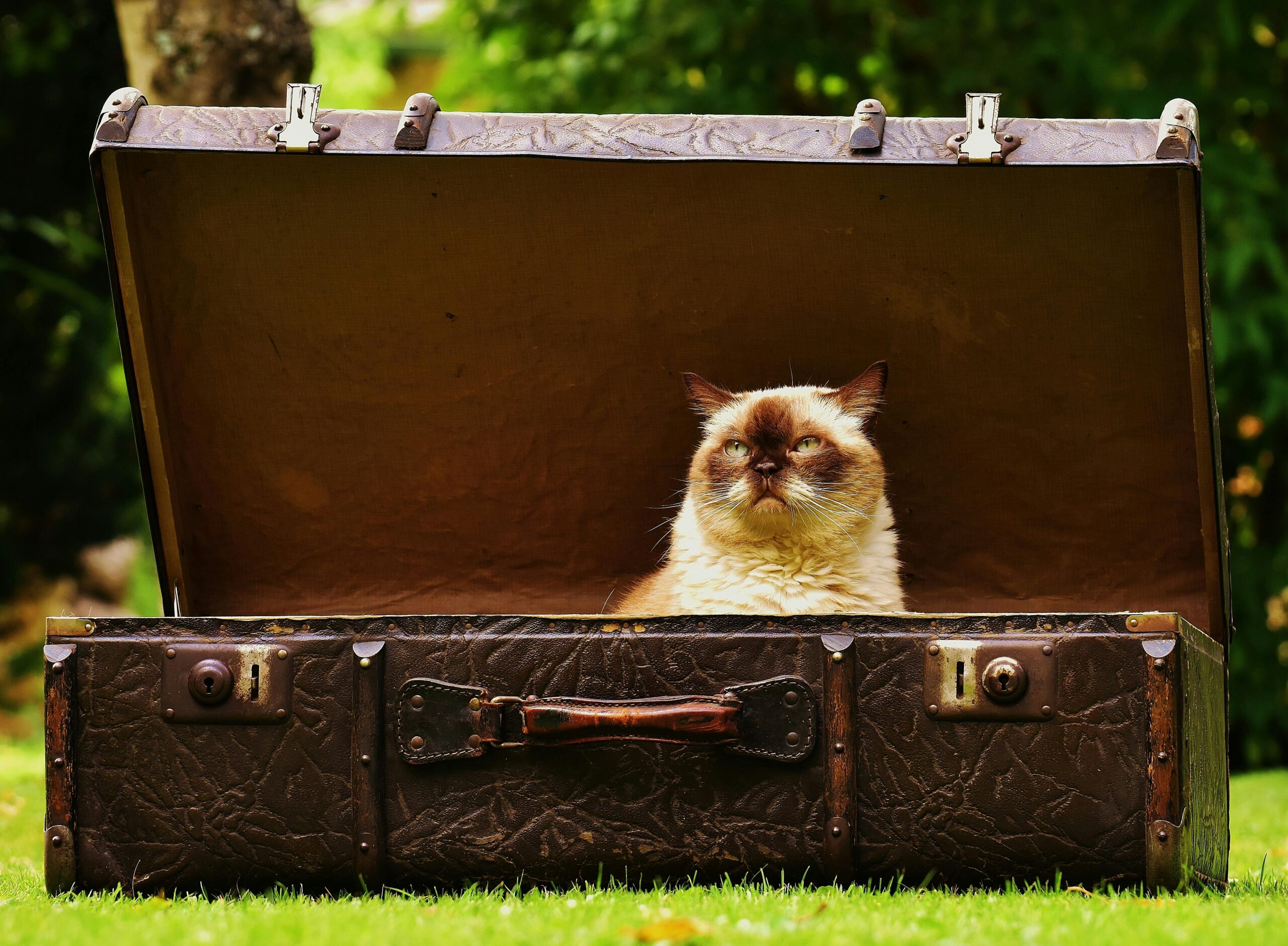 porque-os-gatos-ficam-em-lugares-improvaveis