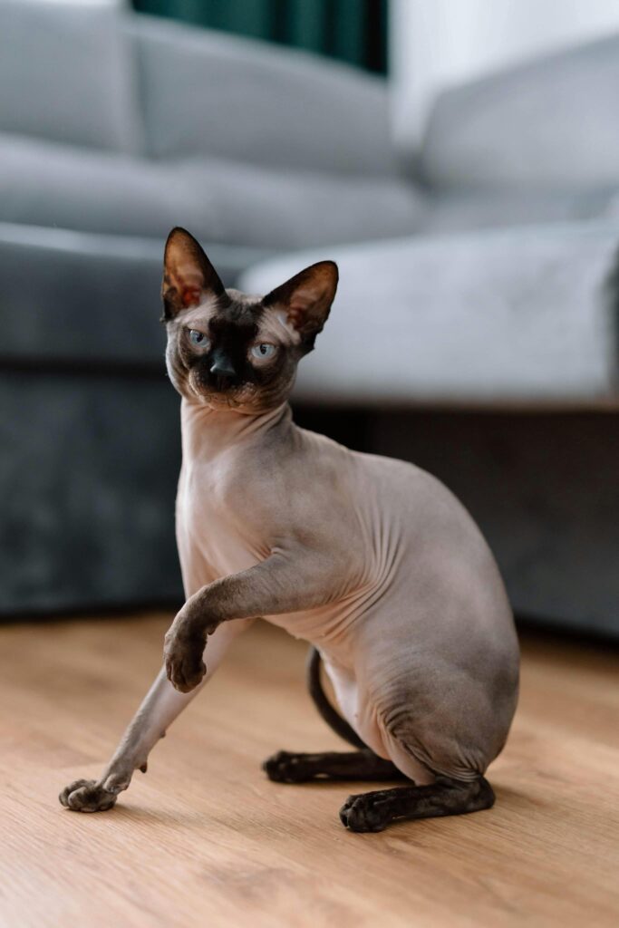 adotar-gato-sphynx