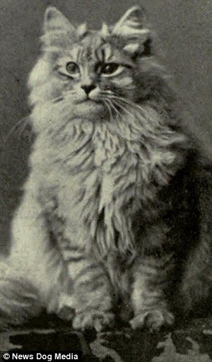 gatos-famosos-na-história-e-literatura