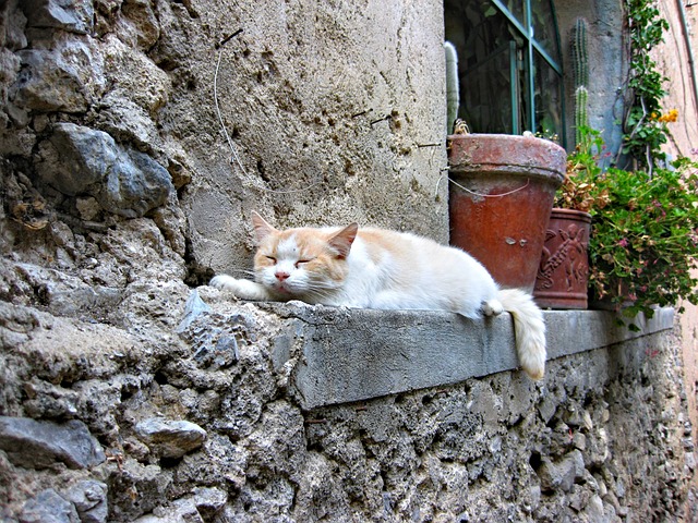 gatos-podem-sonhar