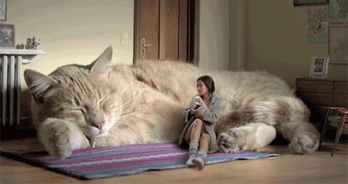 o-maior-gato-do-mundo