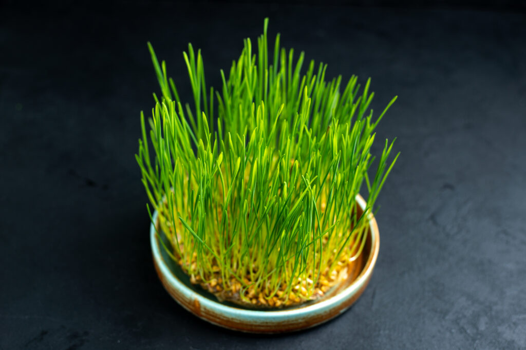 plantas-seguras-para-gatos