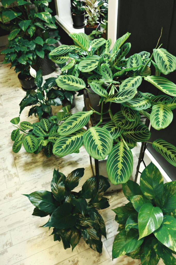 plantas-seguras-para-gatos
