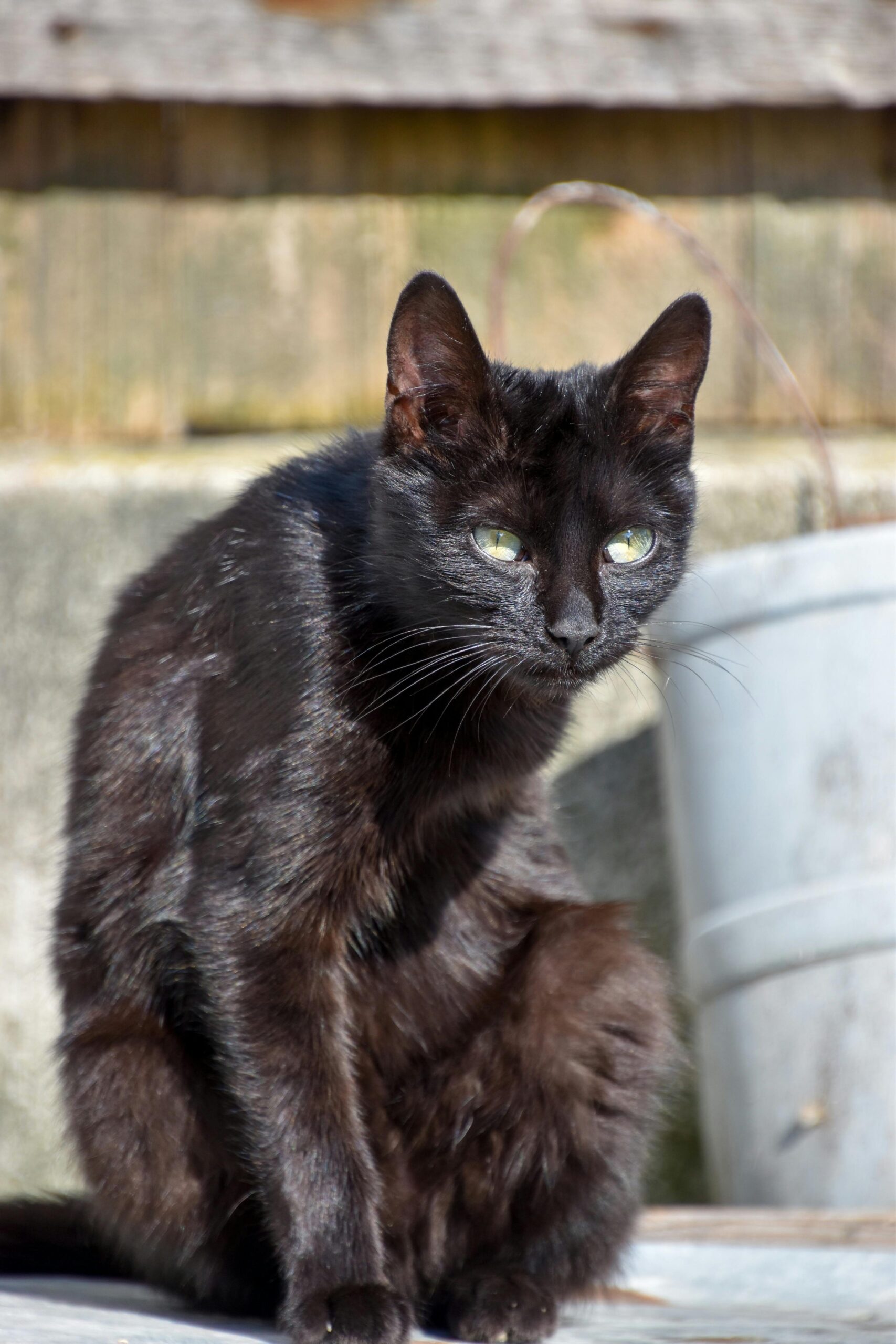 mitos-sobre-gatos