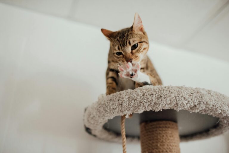 moveis-funcionais-para-gatos-e-humanos