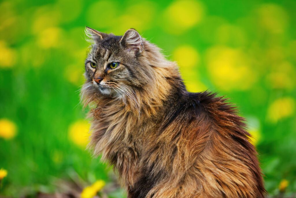 o-maior-gato-do-mundo
