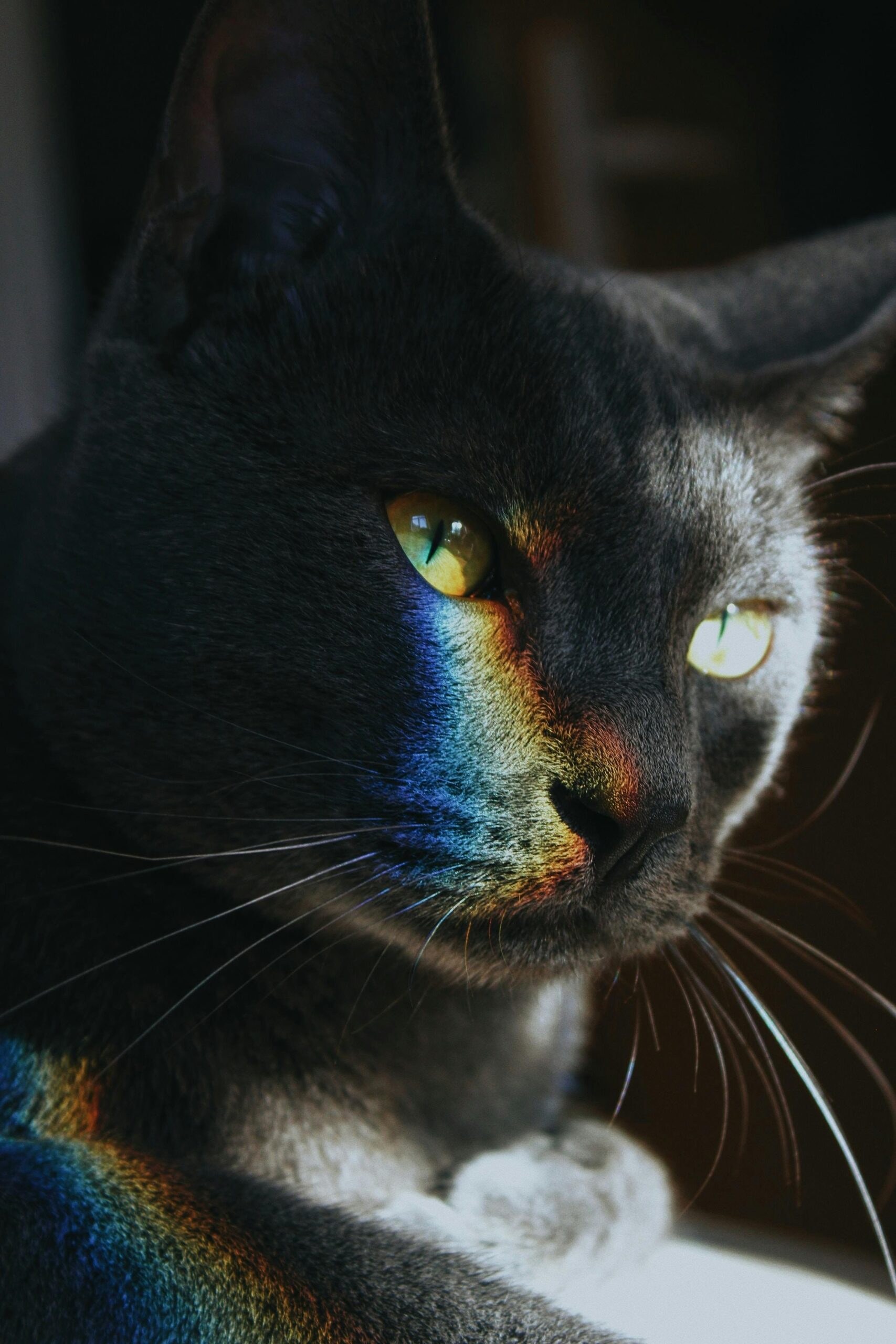 curiosidades-sobre-a-visão-noturna-dos-gatos