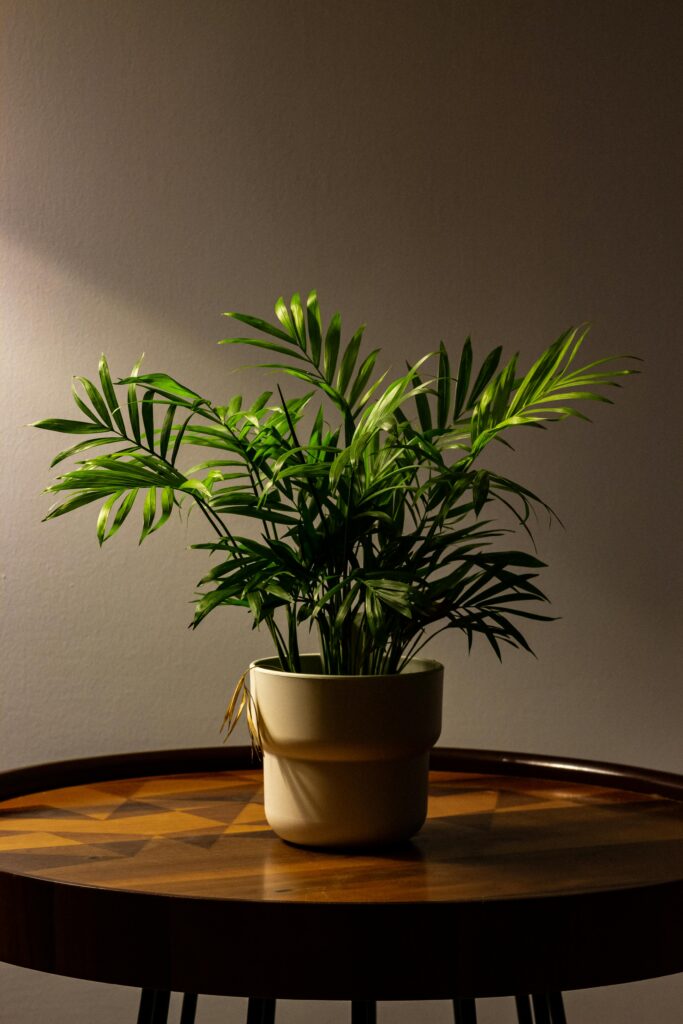 plantas-seguras-para-gatos