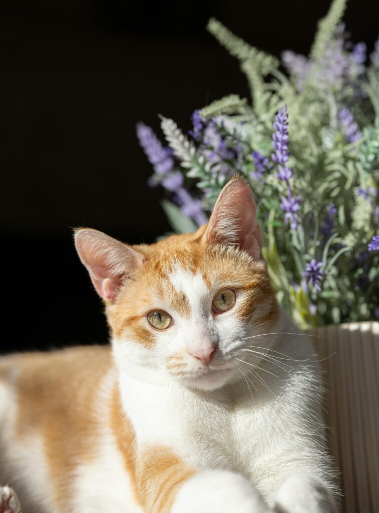 plantas-seguras-para-gatos