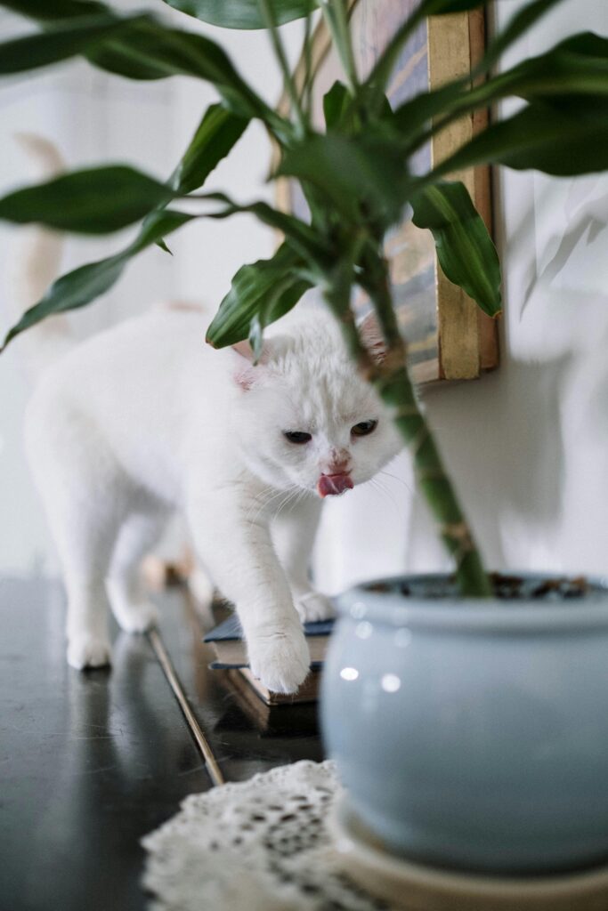 plantas-seguras-para-gatos