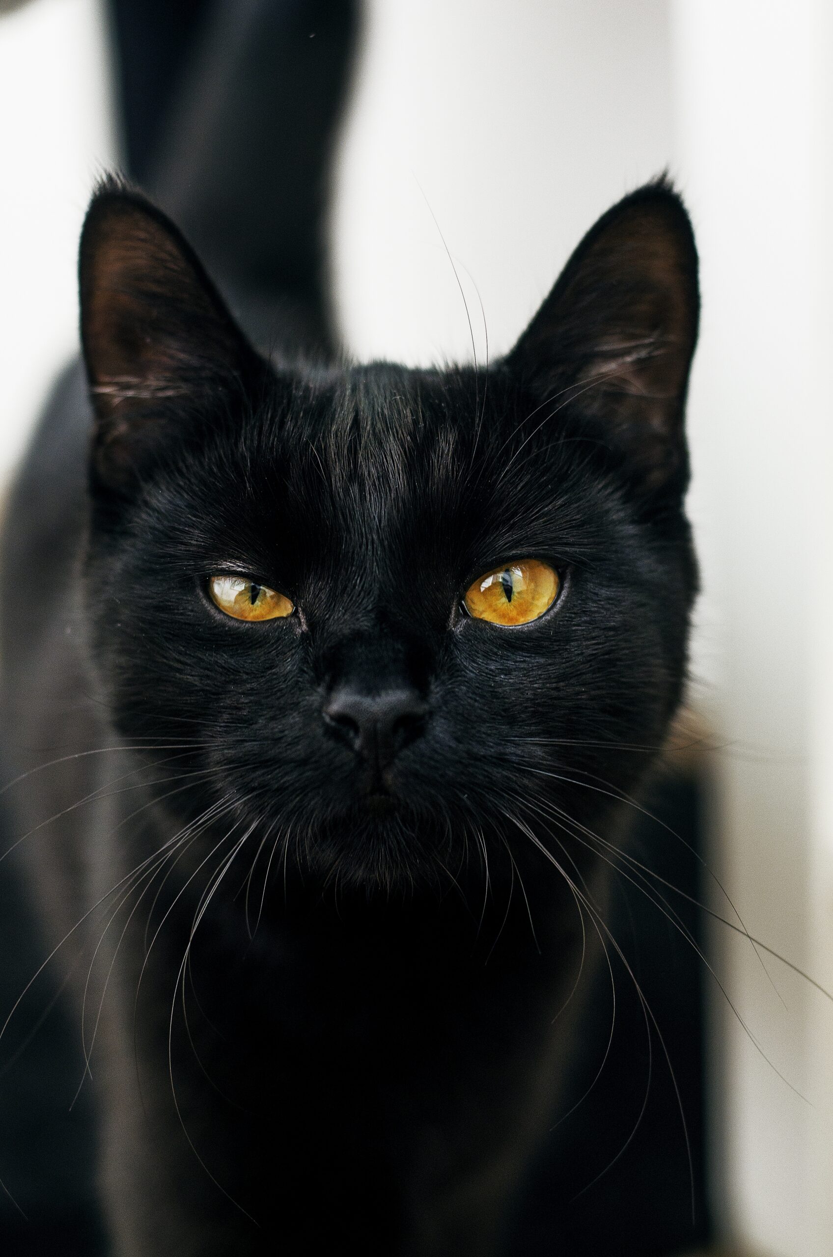 porque-gatos-tem-bigode