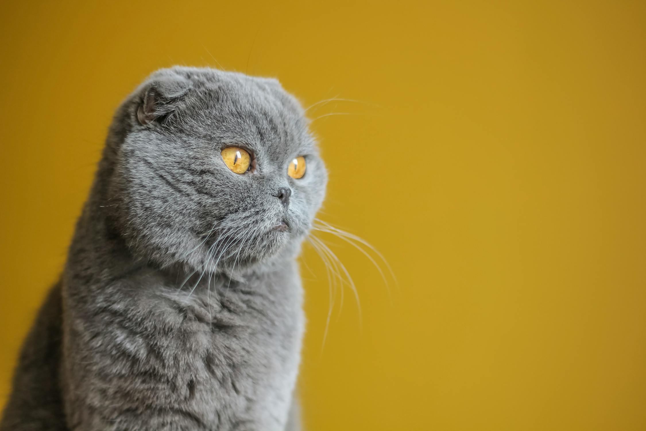 porque-os-gatos-tem-medo-de-pepino