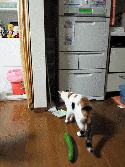 porque-os-gatos-tem-medo-de-pepino