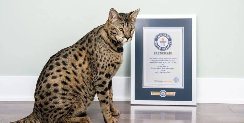 recordes-mundiais-envolvendo-gatos