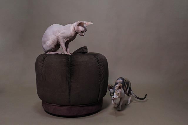 adotar-gato-sphynx