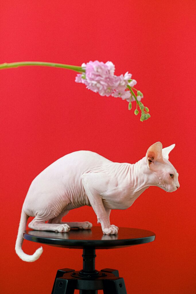 adotar-gato-sphynx