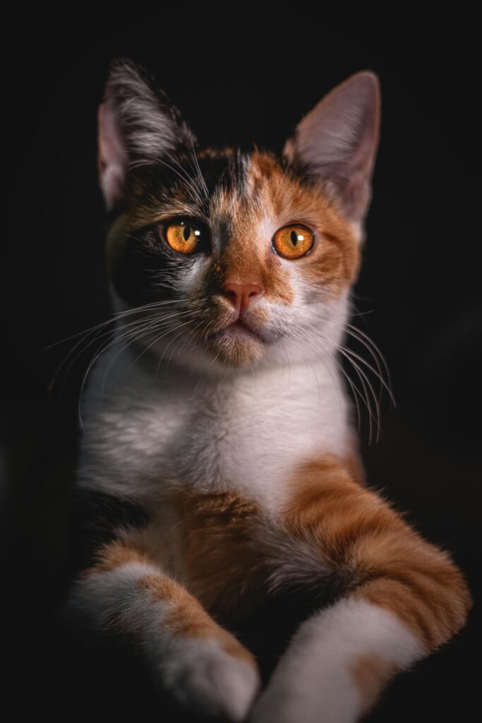 curiosidades-sobre-a-visão-noturna-dos-gatos