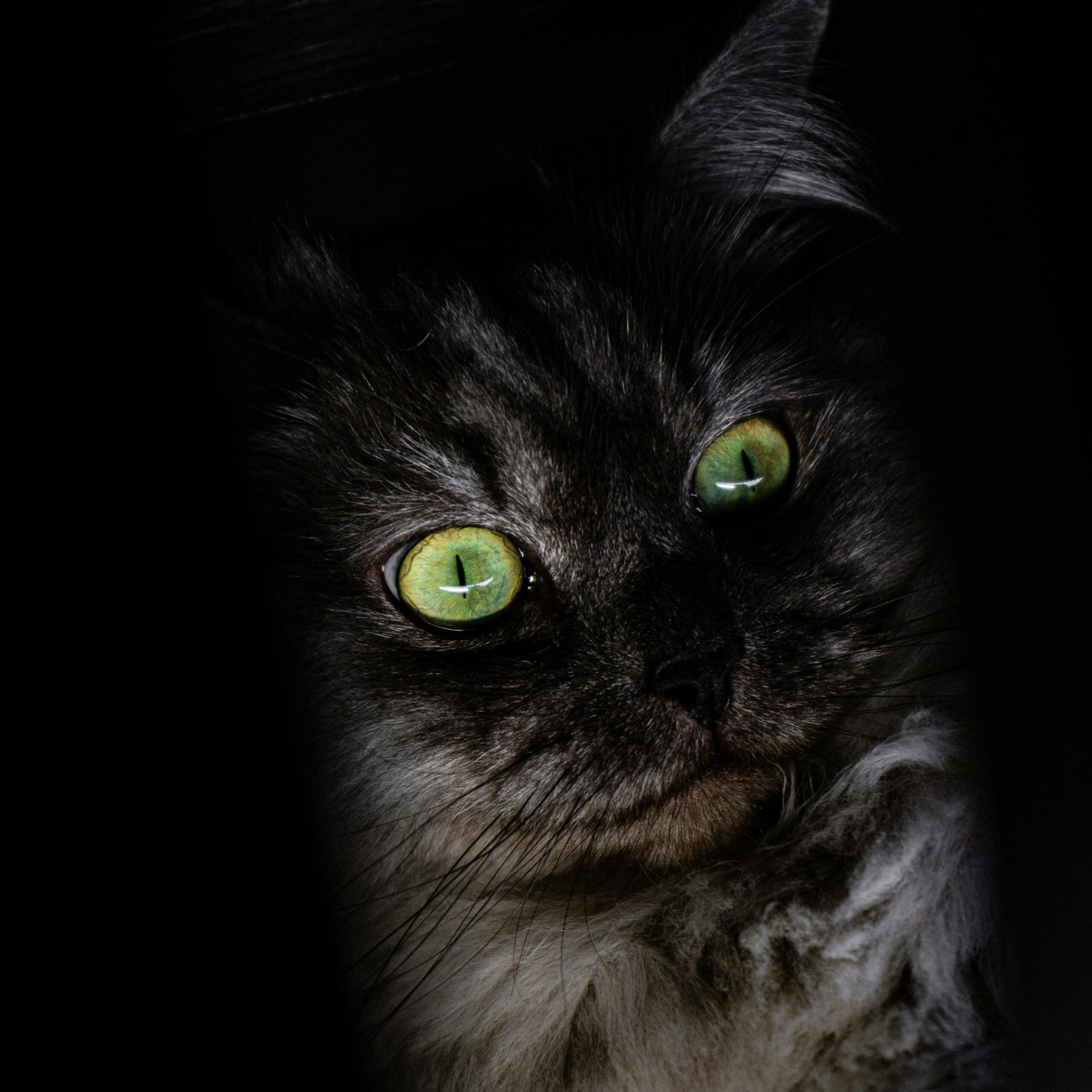 curiosidades-sobre-a-visão-noturna-dos-gatos