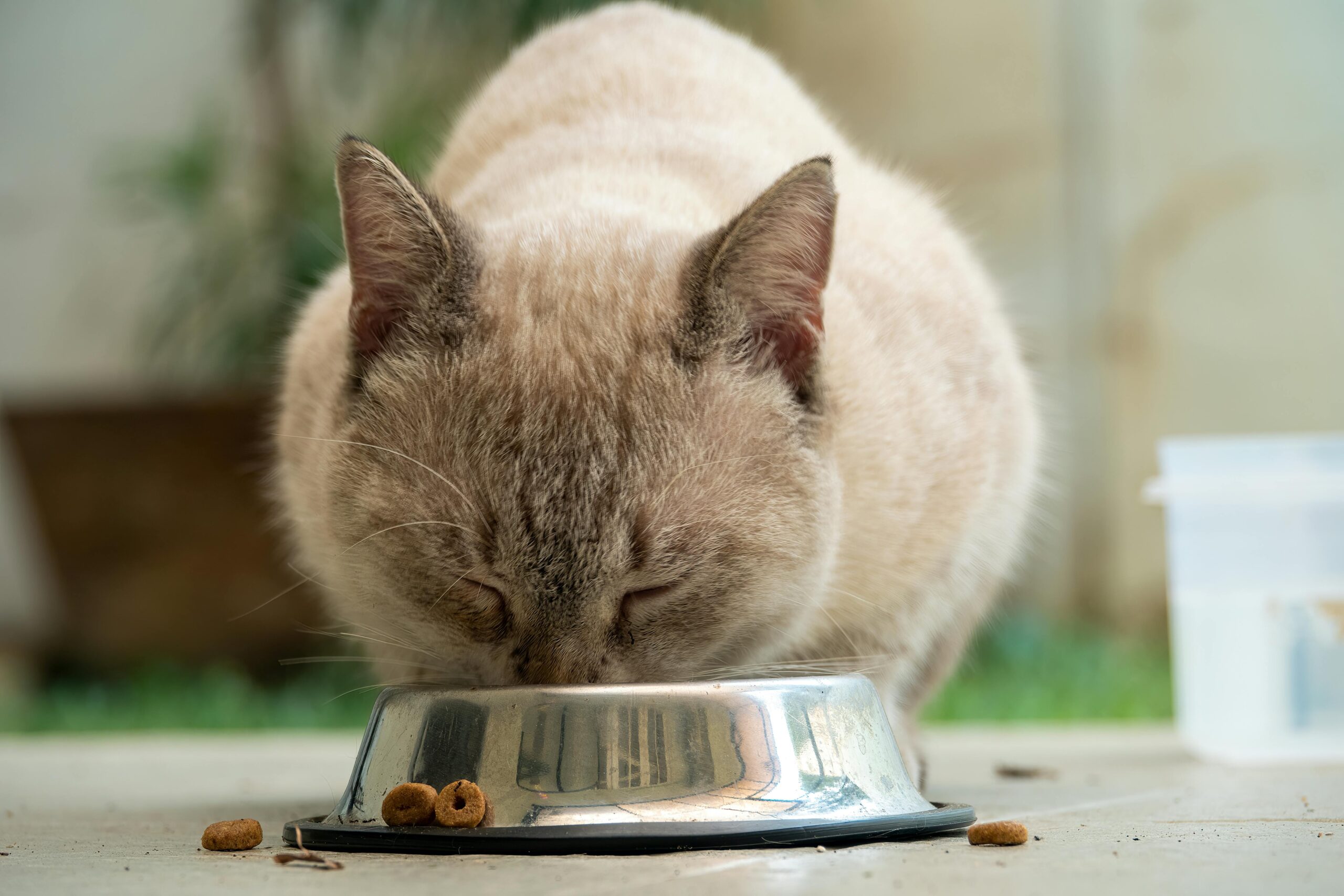 ração-ideal-para-gatos