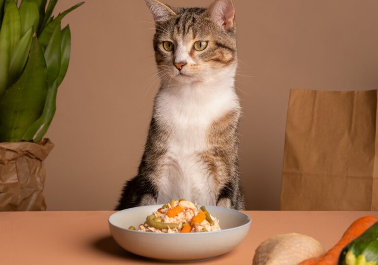 alimentacao-natural-para-gatos