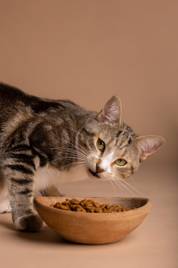alimentacao-para-cada-fase-da-vida-do-gato