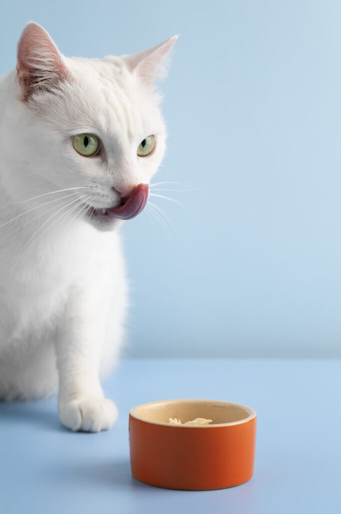 alimentacao-para-cada-fase-da-vida-do-gato