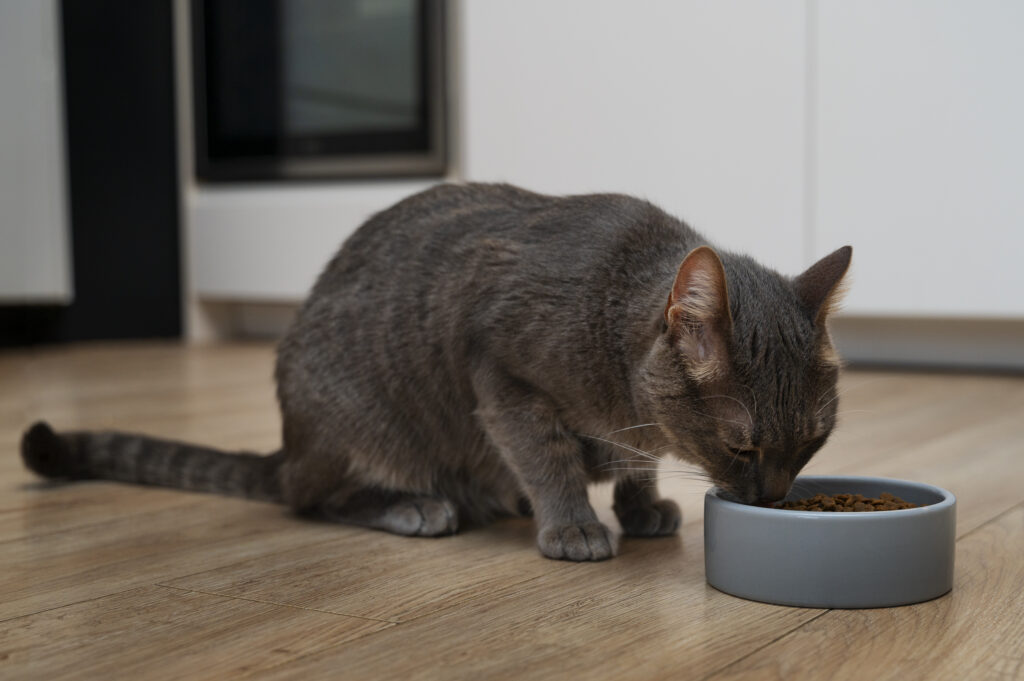 alimentacao-para-cada-fase-da-vida-do-gato