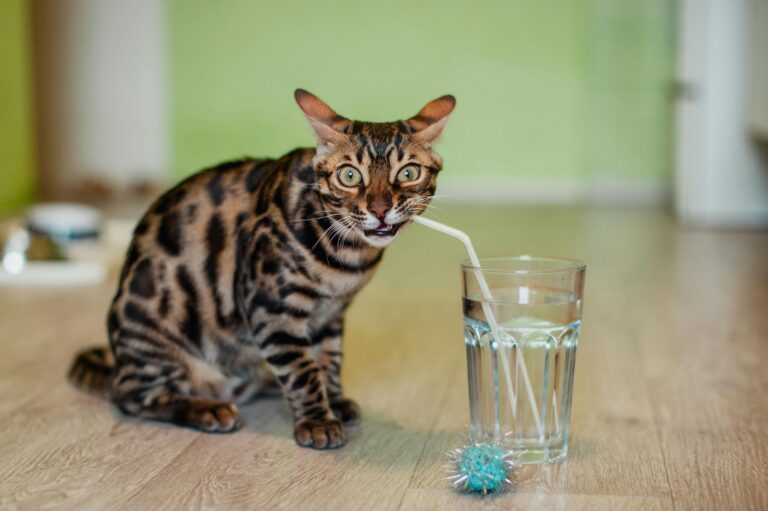 bebedouro-automatico-para-gatos