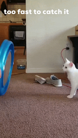 brinquedos-interativos-para-gatos
