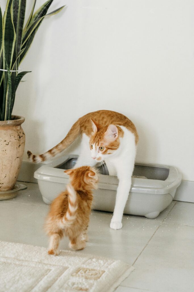 decoracao-de-casa-com-gatos