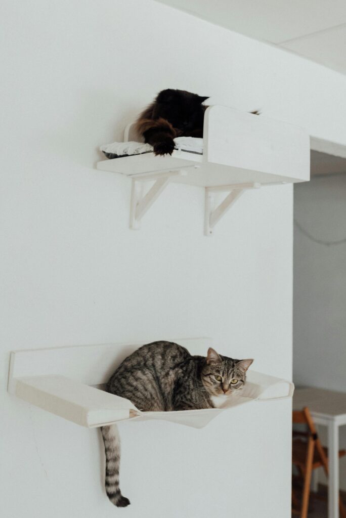 decoracao-de-casa-com-gatos