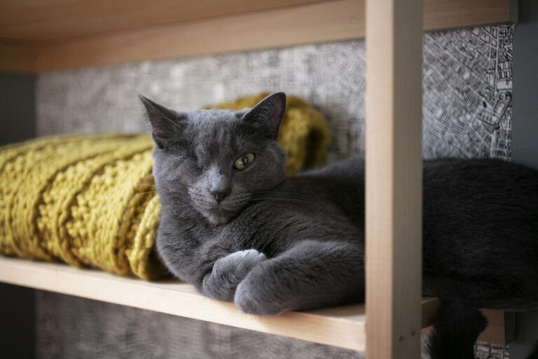 prateleiras-para-gatos