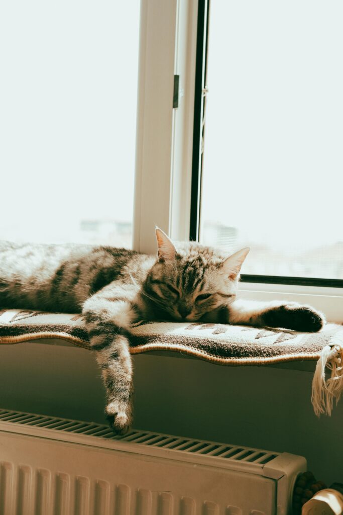 decoracao-de-casa-com-gatos