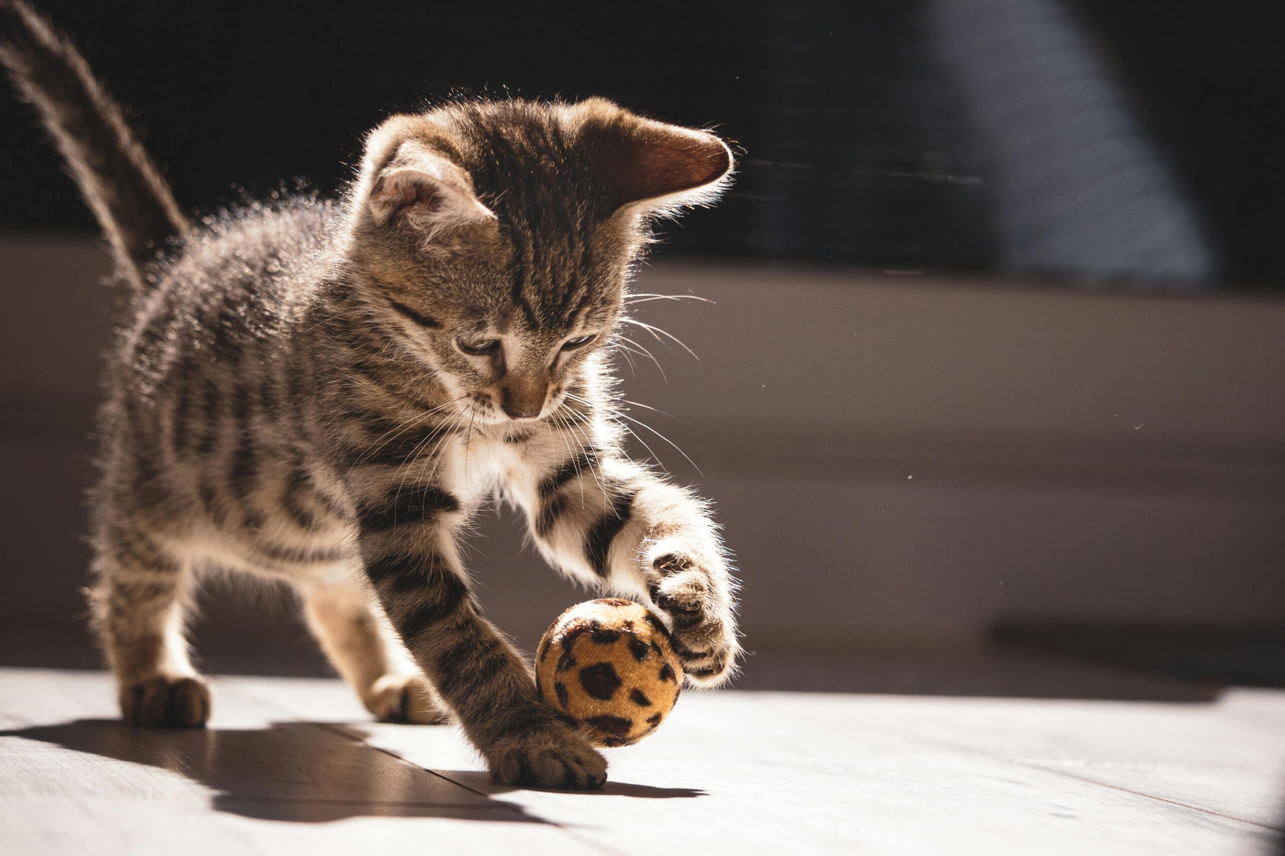brinquedos-para-gatos-brincarem-sozinhos