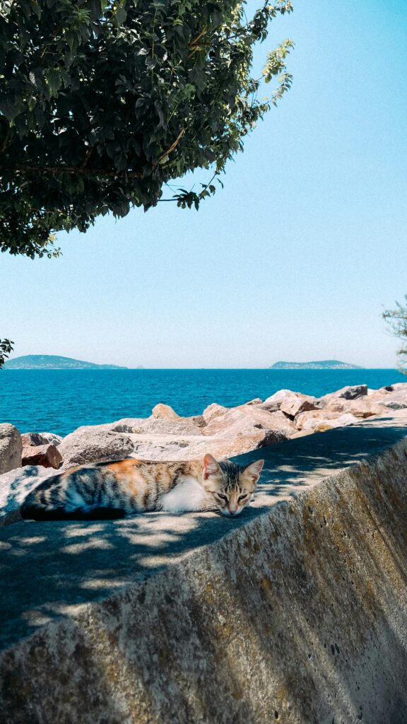 viajar-com-gato-no-verao