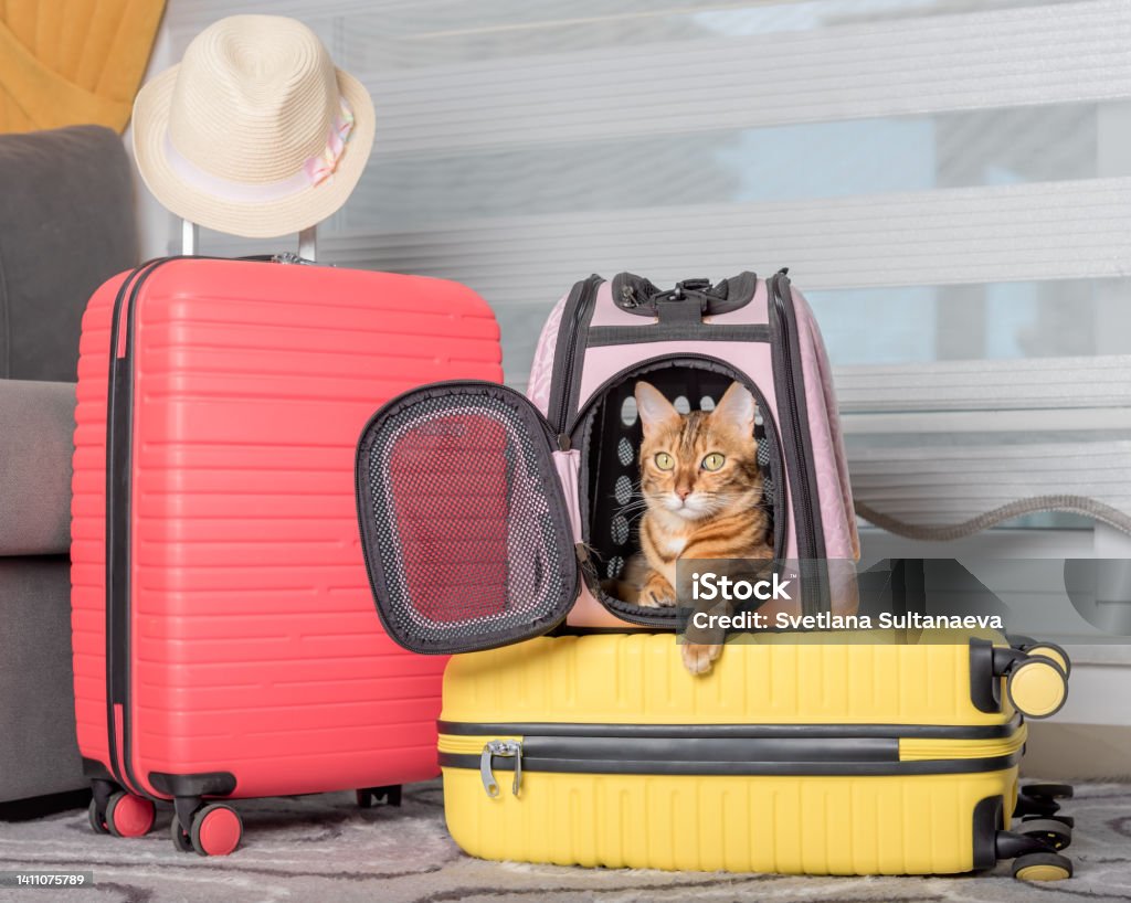 como-acostumar-gato-a-viajar