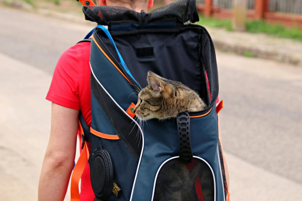 como-acostumar-gato-a-viajar