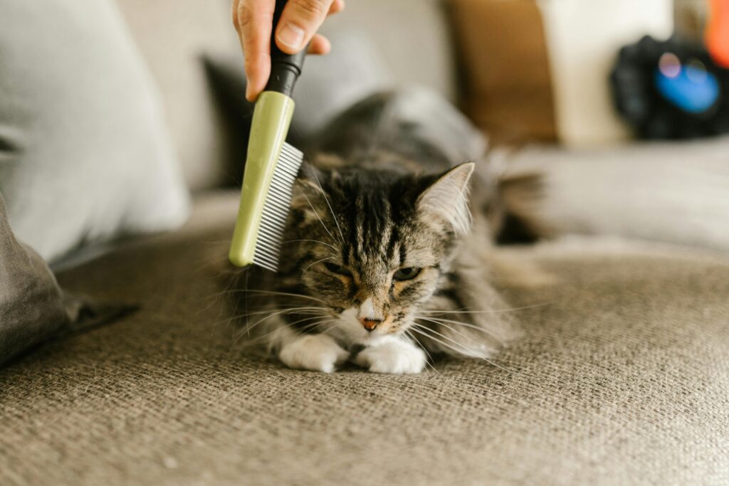 como-escovar-os-pelos-dos-gatos