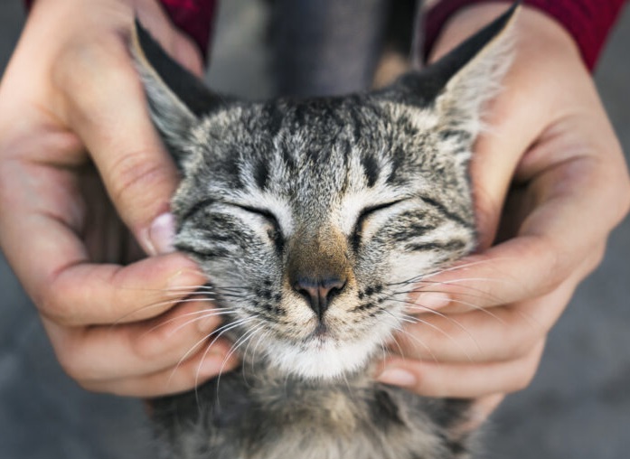 como-manter-a-casa-limpa-com-gatos
